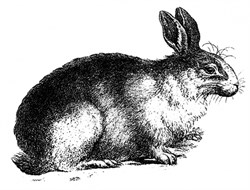 Штамп силиконовый "Кролик" - фото 16764