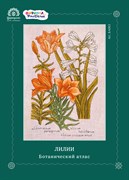 Схема для вышивания "ЛИЛИИ"