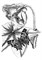 Штамп силиконовый "Элегантный цветок" - фото 16765